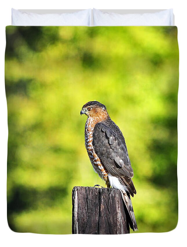 Hawk Duvet Cover featuring the photograph Handsome Hawk by Al Powell Photography USA