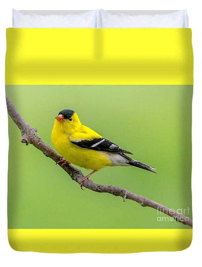 Cheryl Baxter Duvet Cover featuring the photograph Handsome Male Goldfinch by Cheryl Baxter