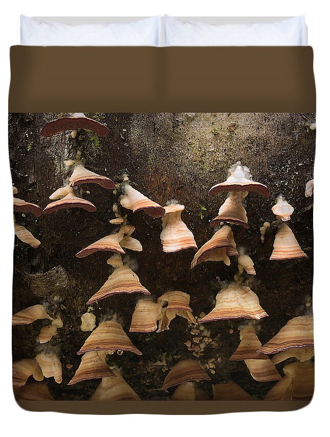 Fungus Duvet Cover featuring the photograph Hanging On by Mike Eingle