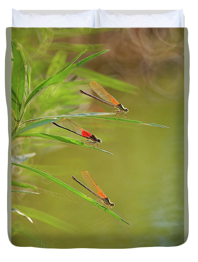 Damselflies Duvet Cover featuring the photograph Hanging out at the creek by Robert Charity