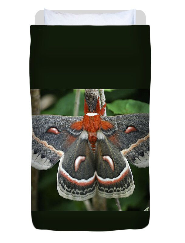 Cecropia Moth Duvet Cover featuring the photograph Happy Birthday by Randy Bodkins