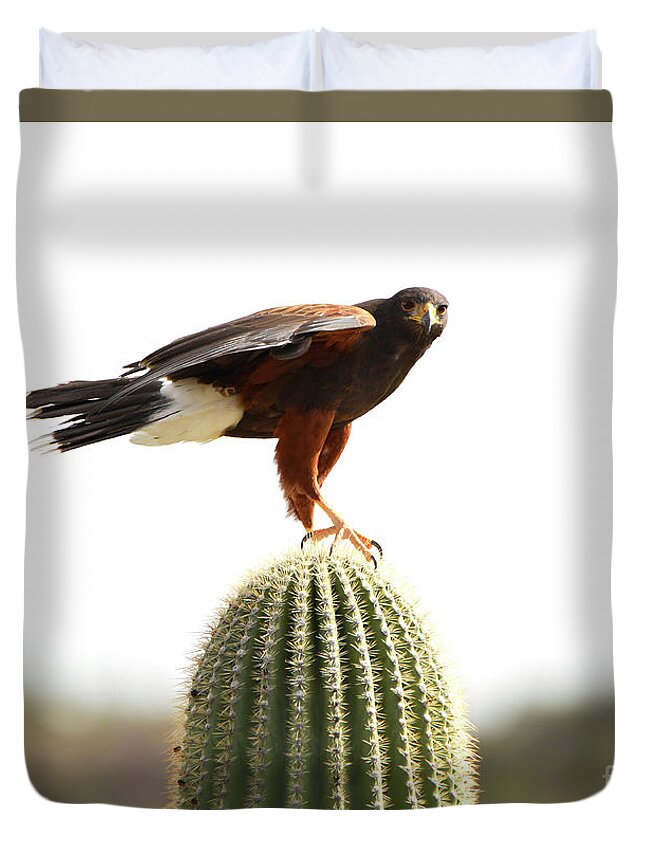 Denise Bruchman Duvet Cover featuring the photograph Harris Hawk on Saguaro by Denise Bruchman