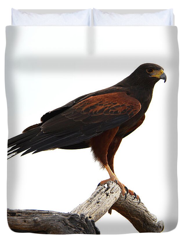 Denise Bruchman Duvet Cover featuring the photograph Harris' Hawk Surveying by Denise Bruchman