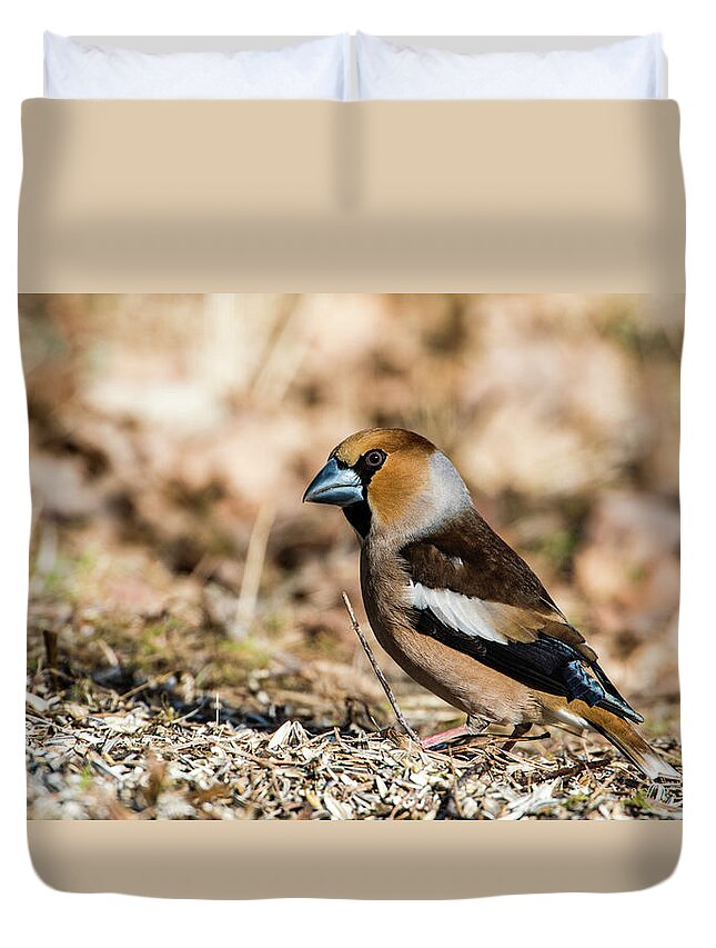 Hawfinch's Gaze Duvet Cover featuring the photograph Hawfinch's gaze by Torbjorn Swenelius