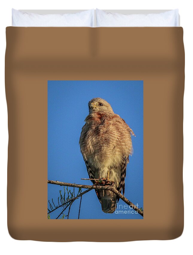 Hawk Duvet Cover featuring the photograph Hawk at Cypress Creek #2 by Tom Claud