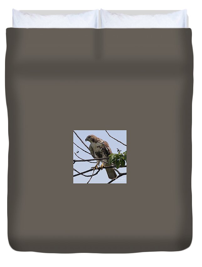 Hawk Duvet Cover featuring the photograph Hawk Before The Kill by Robert Alter Reflections of Infinity