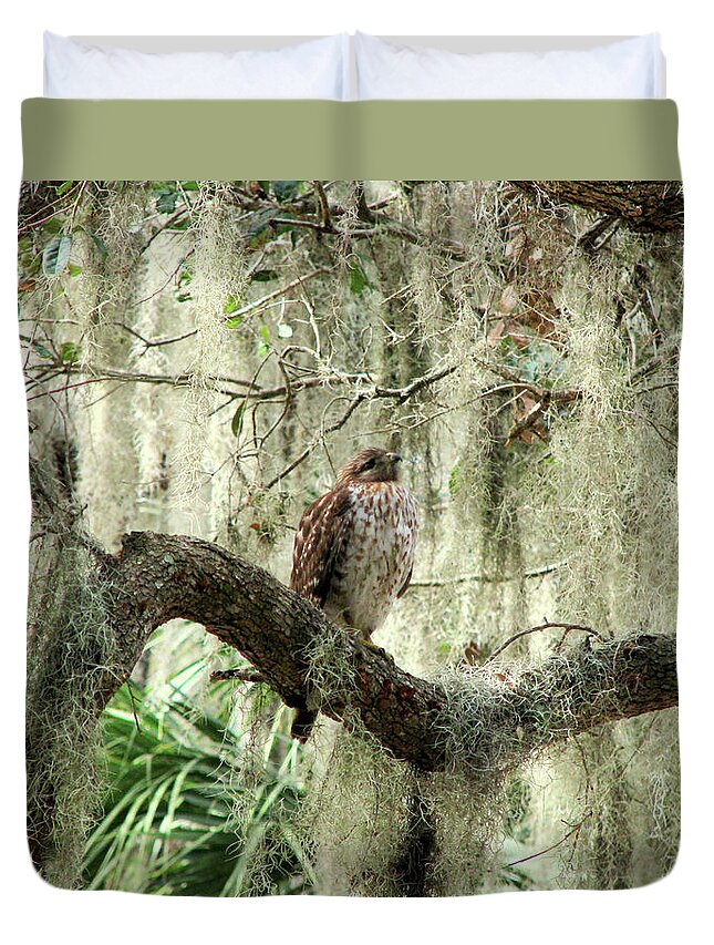 Nature Duvet Cover featuring the photograph Hawk in Live Oak Hammock by Peggy Urban
