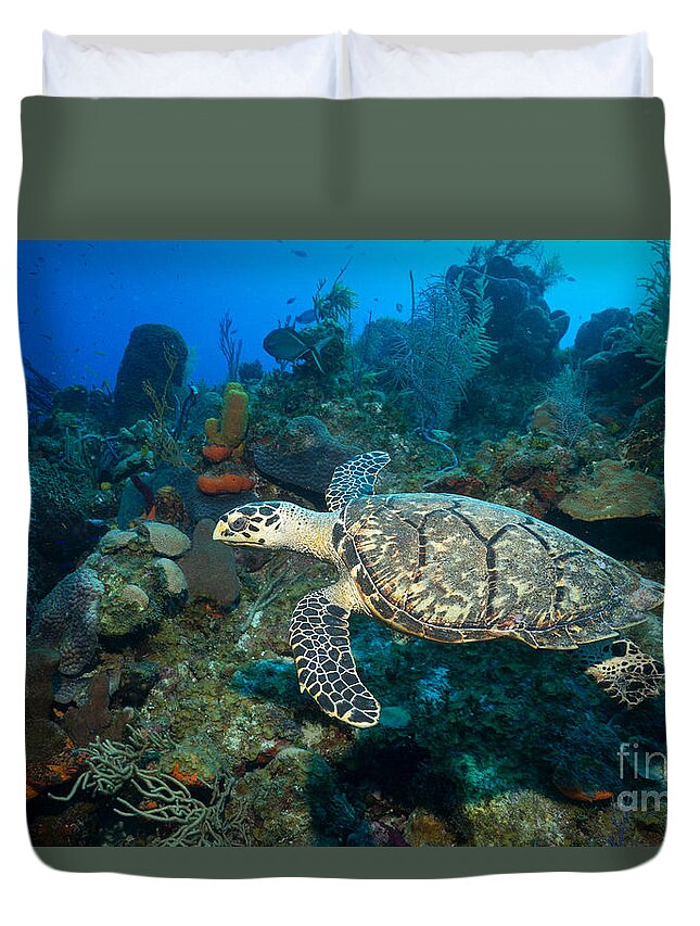 Hawksbill Turtle Duvet Cover featuring the photograph Hawksbill Haunt by Aaron Whittemore