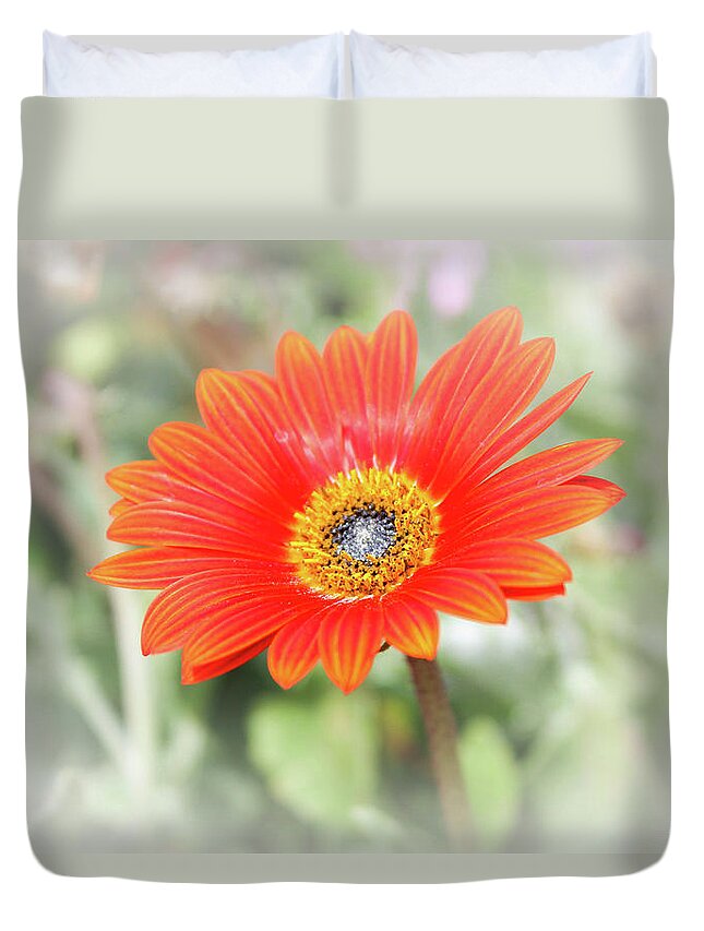  Duvet Cover featuring the photograph Hazy Daisy by Alison Frank