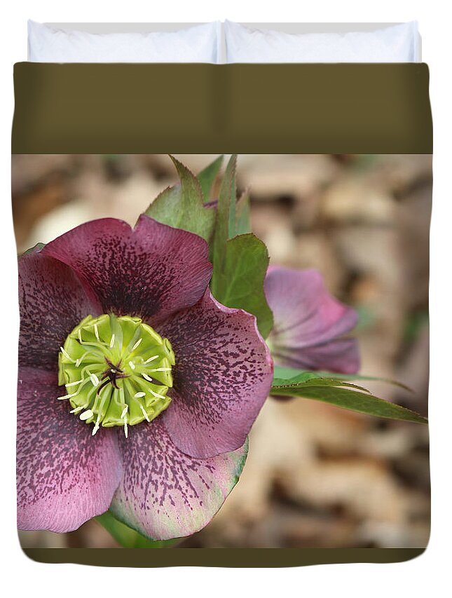 Hellebores Duvet Cover featuring the photograph Hellebores by Living Color Photography Lorraine Lynch