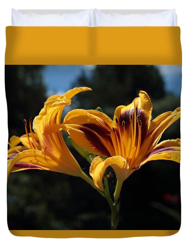 Day-lily Duvet Cover featuring the photograph Hemerocallis by John Moyer
