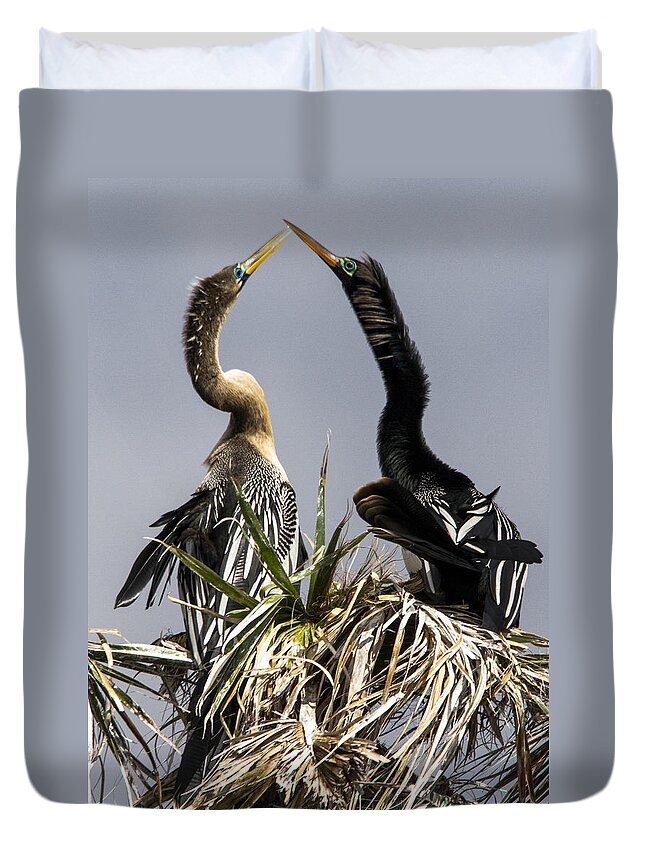 Anhinga Duvet Cover featuring the photograph Hen-Pecked by Jim Miller