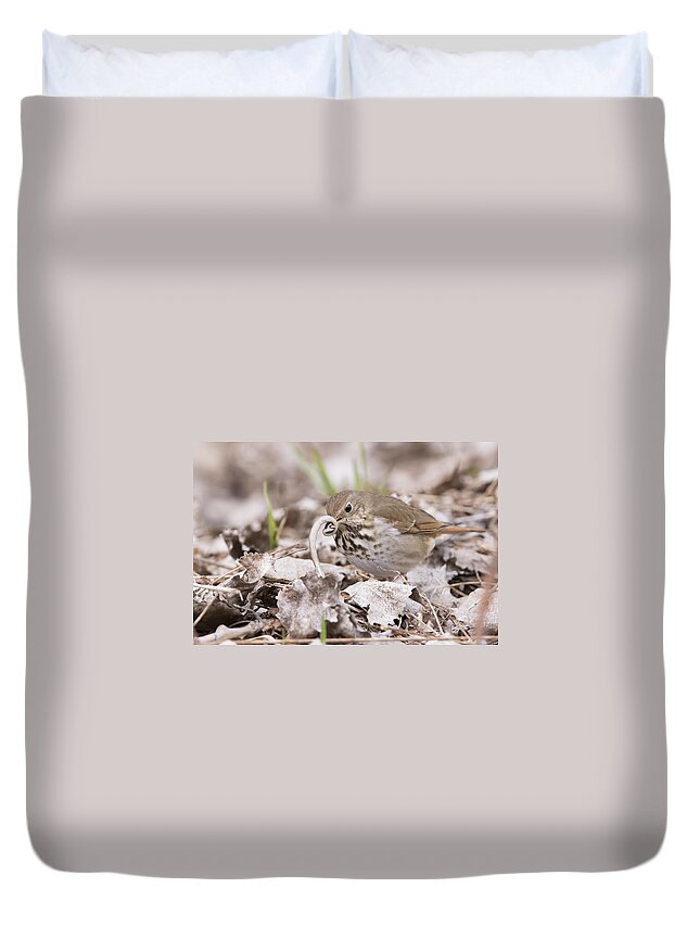 Storeria Duvet Cover featuring the photograph Hermit thrush vs Brown snake by Mircea Costina Photography