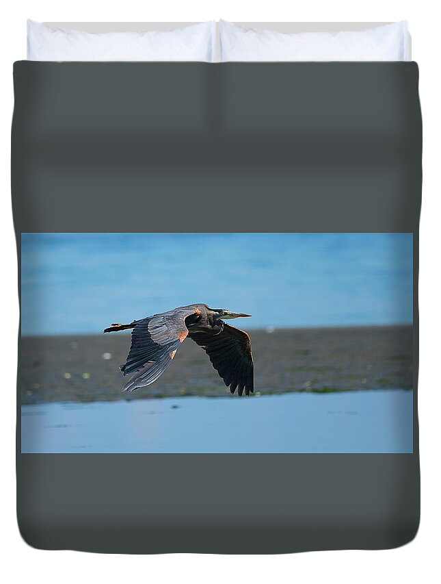 Blue Heron Comox British Columbia Pacific Ocean Canada Birds Wildlife. Ocean West Coast Miracle Beach Bald Eagle Duvet Cover featuring the photograph Heron In Flight by Edward Kovalsky