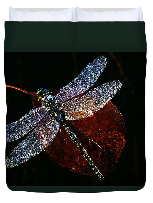 Photography Duvet Cover featuring the photograph High Angle View Of Blue Darner by Panoramic Images