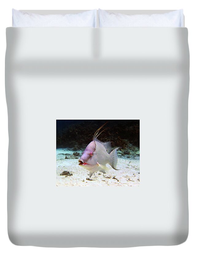 Underwater Duvet Cover featuring the photograph Hogfish by Daryl Duda