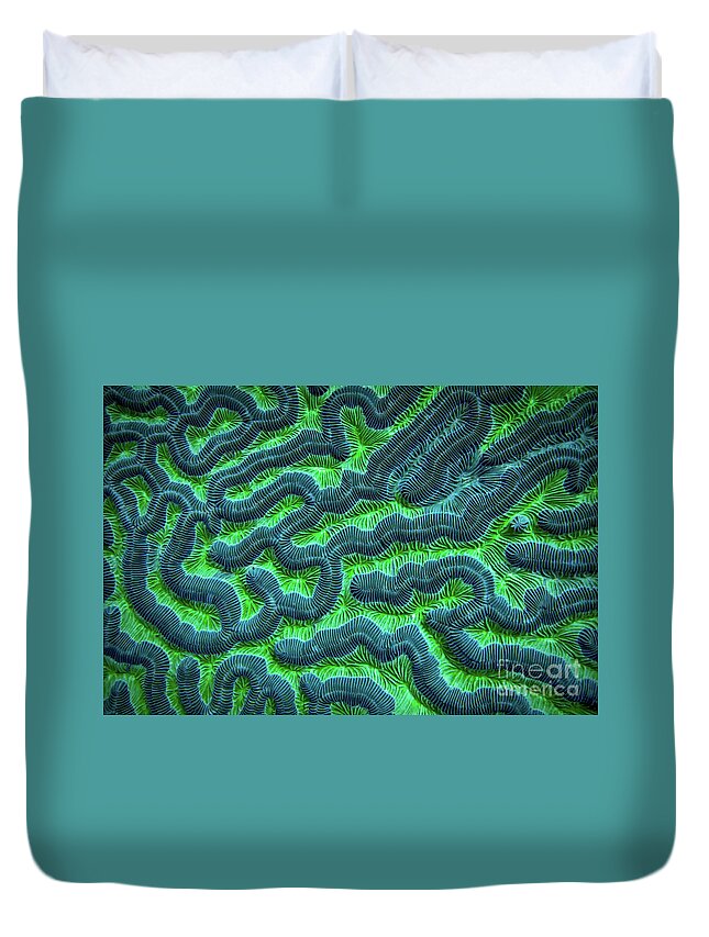 Green Brain Coral Duvet Cover featuring the photograph Honduran Brain Coral by Doug Sturgess
