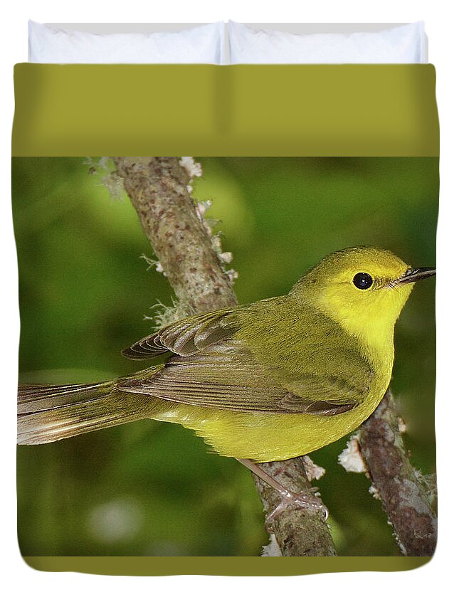 Bird Duvet Cover featuring the photograph Hooded Warbler Female by Alan Lenk