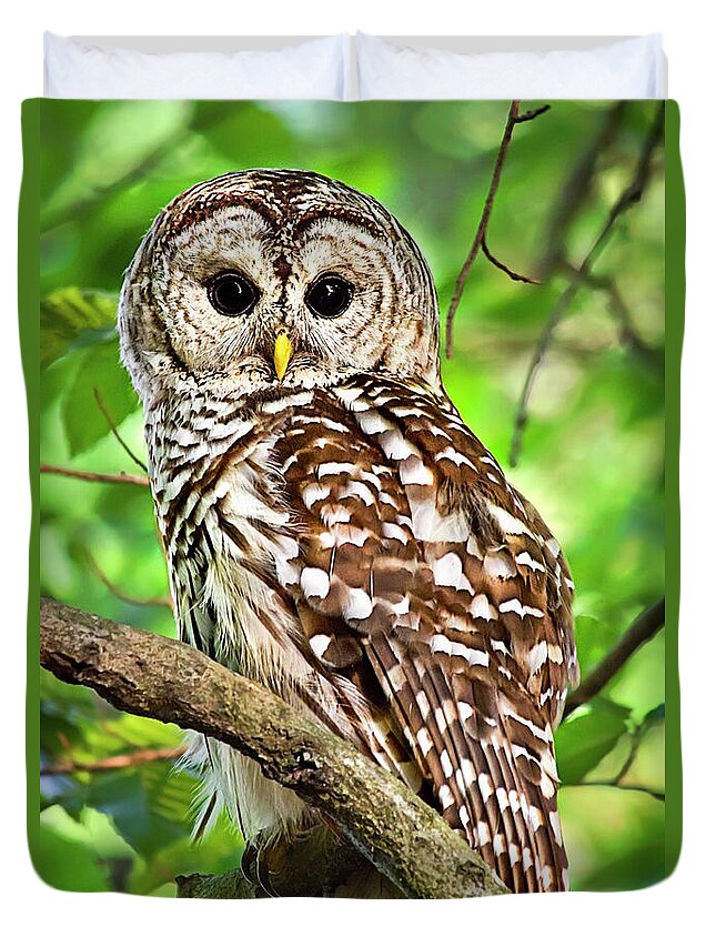 Owl Duvet Cover featuring the photograph Hoot Owl by Christina Rollo