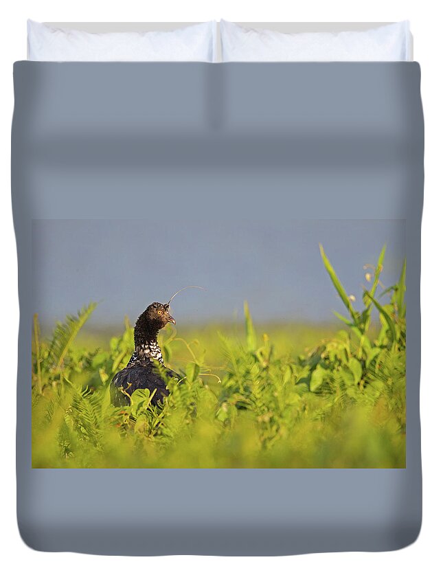 2015 Duvet Cover featuring the photograph Horned Screamer by Jean-Luc Baron
