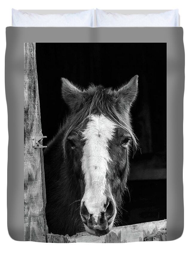 Closeup Duvet Cover featuring the photograph Horse looking through stall by Patrick Wolf