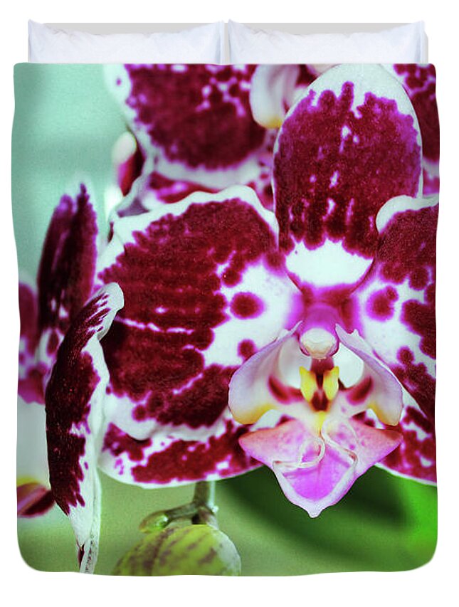 Orchid Duvet Cover featuring the photograph Hot Pink Moth Orchid Close Up by Shawna Rowe