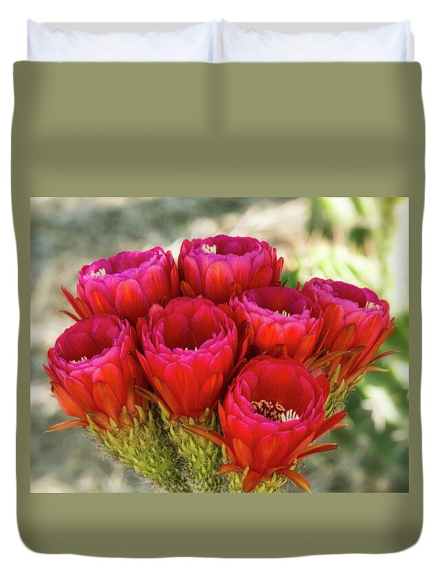 Torch Cactus Duvet Cover featuring the photograph Hot Pink Torch Cactus Bouquet by Saija Lehtonen