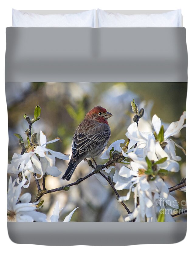 House Duvet Cover featuring the photograph House Finch - D009905 by Daniel Dempster