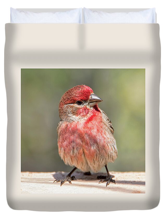 Tucson Duvet Cover featuring the photograph House Finch by Dan McManus