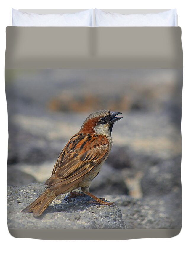 Bird Duvet Cover featuring the photograph House Finch on Lava Rock by Lori Seaman