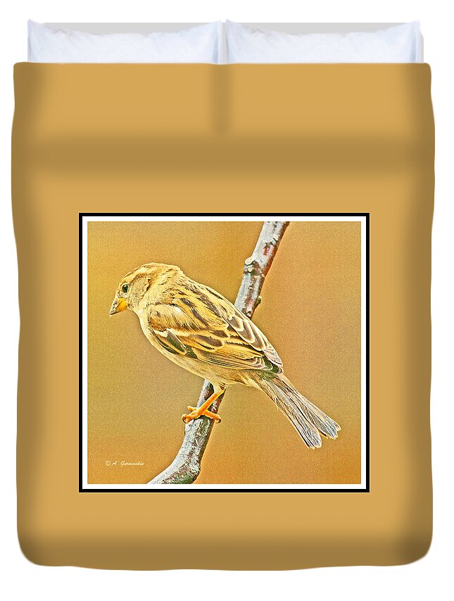 House Sparrow Duvet Cover featuring the photograph House Sparrow by A Macarthur Gurmankin