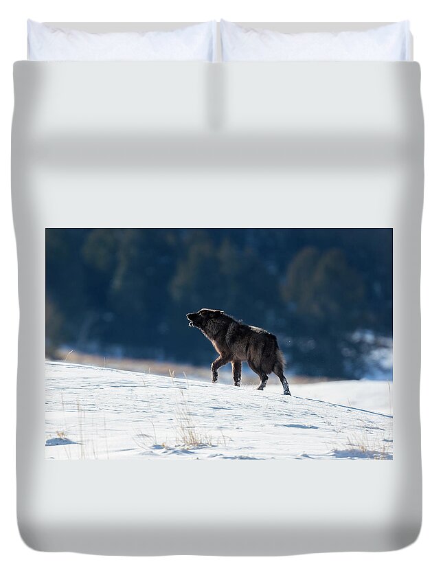 Mark Miller Photos Duvet Cover featuring the photograph Howling Black Yearling Wolf by Mark Miller