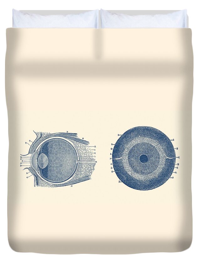 Eye Duvet Cover featuring the drawing Human Eye Anatomy Diagram - Dual View by Vintage Anatomy Prints