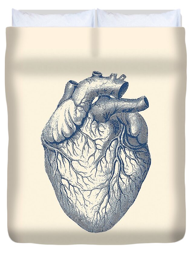 Heart Duvet Cover featuring the drawing Human Heart - Vintage Medical by Vintage Anatomy Prints