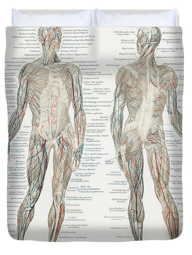Anatomical Duvet Cover featuring the drawing Human musculature system by Vincent Monozlay