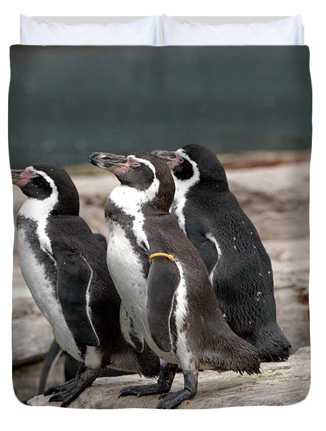 Bird Duvet Cover featuring the photograph Humboldt Penguins by Stephen Melia