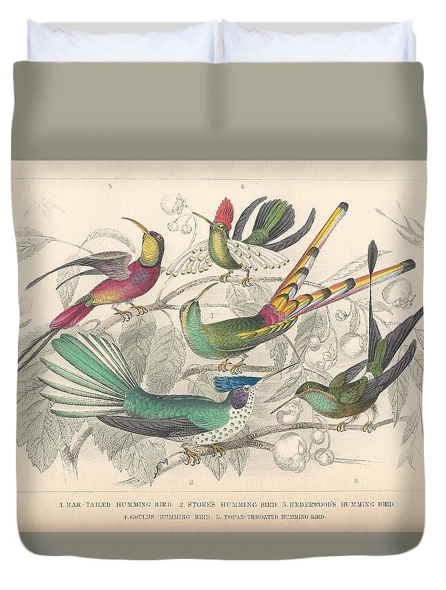 Antique Prints Duvet Cover featuring the drawing Hummingbirds by Dreyer Wildlife Print Collections 