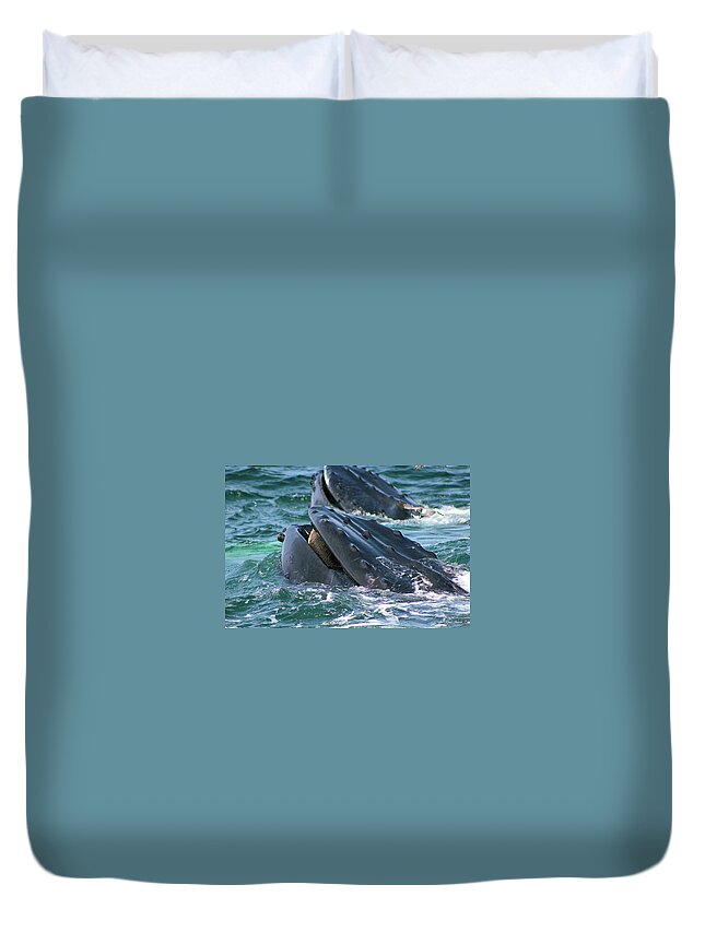Humpback Whale Mouth Duvet Cover featuring the photograph Humpback Whale Mouth by Linda Sannuti