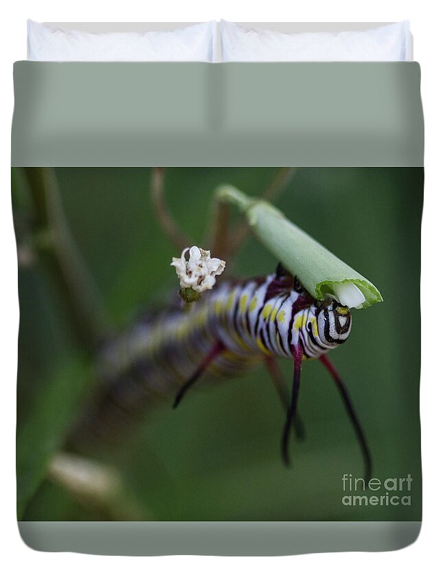 Caterpillar Duvet Cover featuring the photograph Hungry Queen Caterpillar by Ruth Jolly