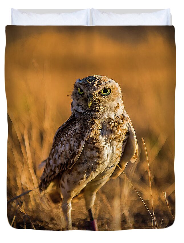 Burrowing Owl Duvet Cover featuring the photograph Hunting Burrowing Owl at Sunset by Dean Birinyi