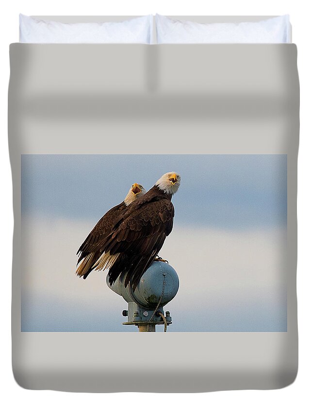 Blue Heron Comox British Columbia Pacific Ocean Canada Birds Wildlife. Ocean West Coast Miracle Beach Bald Eagle Duvet Cover featuring the photograph Hunting Pair by Edward Kovalsky