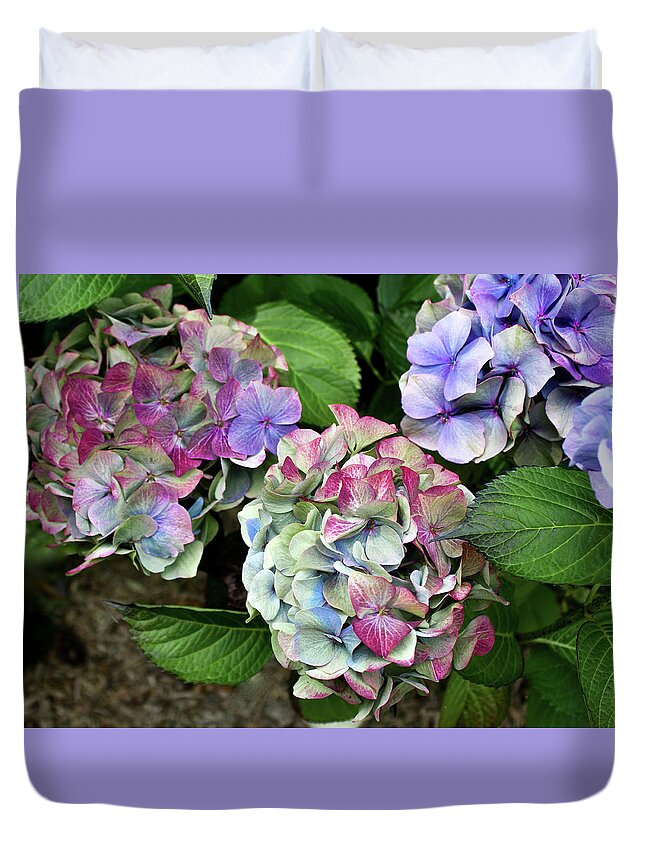 Flowers Duvet Cover featuring the photograph Hydrangea Trio by Venetia Featherstone-Witty