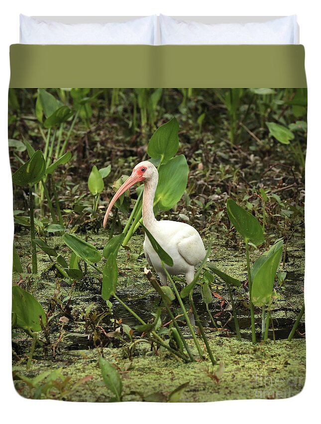 Ibis In Swamp Duvet Cover featuring the photograph Ibis in the Swamp by Carol Groenen