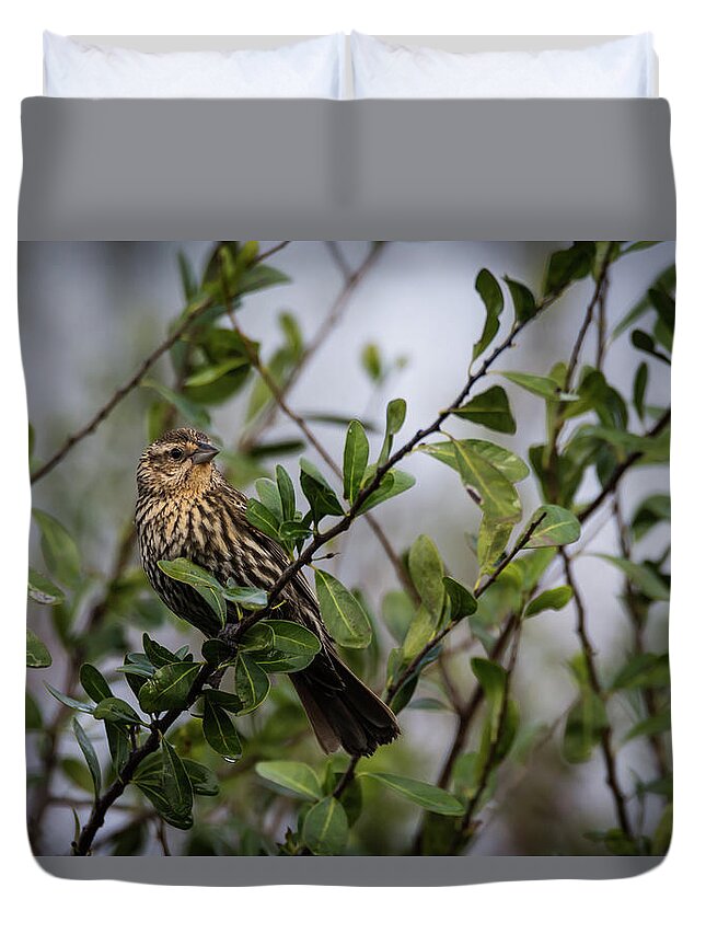 Red-winged Blackbird Duvet Cover featuring the photograph If You Had to Guess My Name by Debra Martz