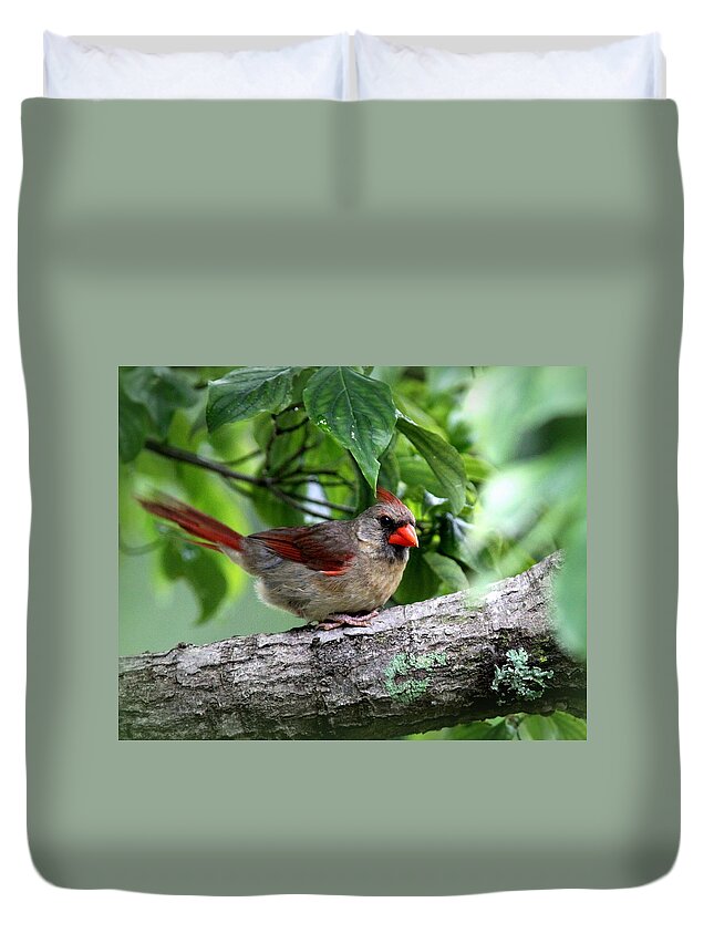  Northern Cardinal Duvet Cover featuring the photograph IMG_0396 - Northern Cardinal by Travis Truelove
