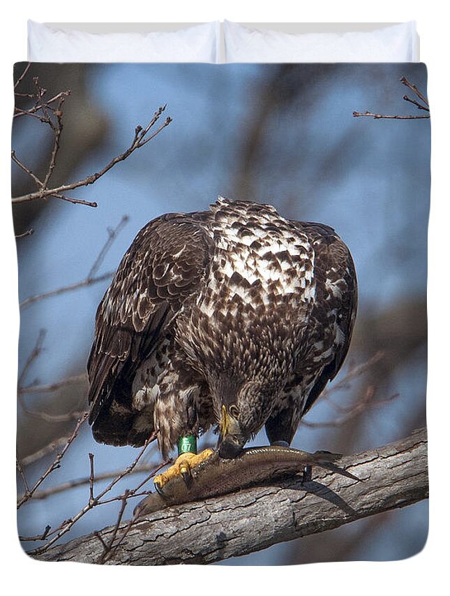 Nature Duvet Cover featuring the photograph Immature Bald Eagle with a Fish DRB0214 by Gerry Gantt