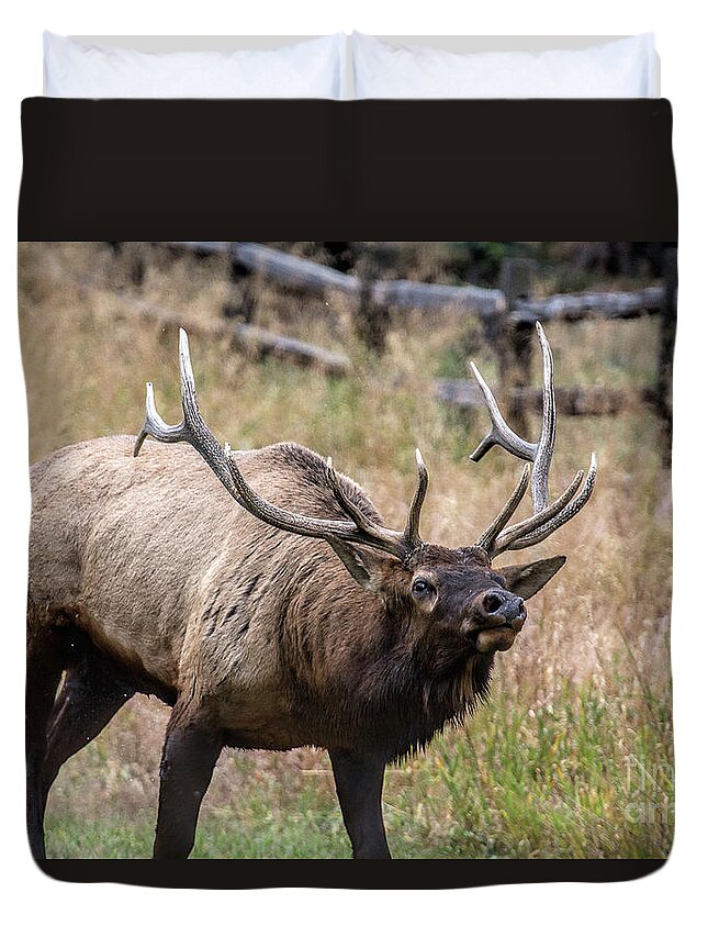 Bull Elk Duvet Cover featuring the photograph In this Corner by Jim Garrison