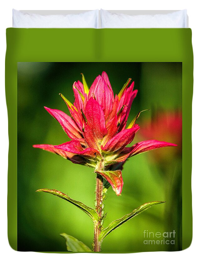 Indian Paintbrush Duvet Cover featuring the photograph Indian Paintbrush by Richard Lynch