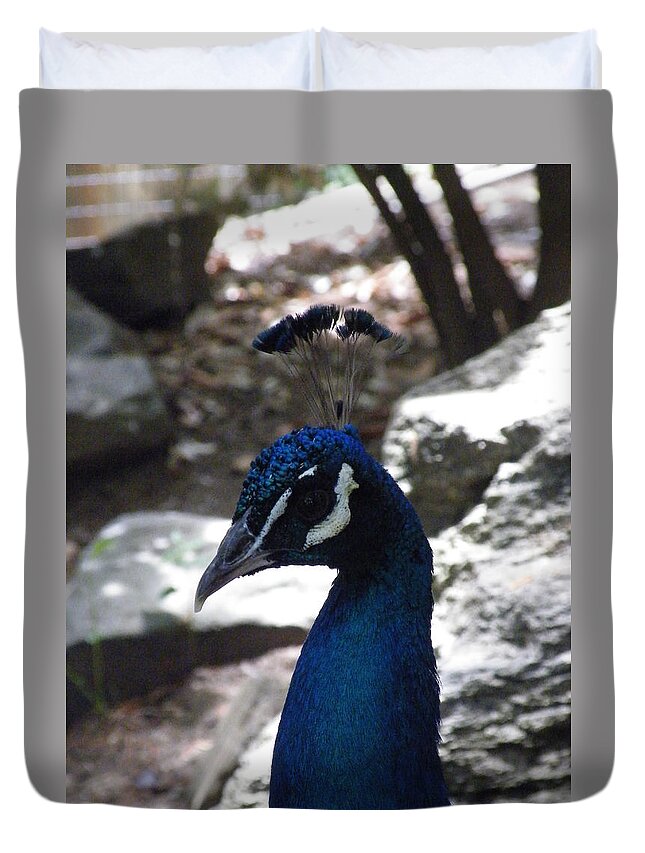 Indian Peafowl Duvet Cover featuring the photograph Indian Peafowl by Kimmary MacLean
