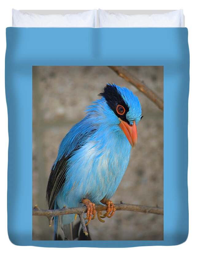 Bird Duvet Cover featuring the photograph Indonesian Magpie Cissa chinensis by Nathan Abbott